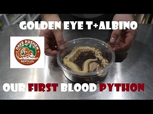 Blood Python Pick Up from Dave Rushen Reptiles - Golden Eye T+ Albino
