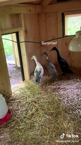 Moving Ducks to Their Coop: A Homesteader's Dream Come True