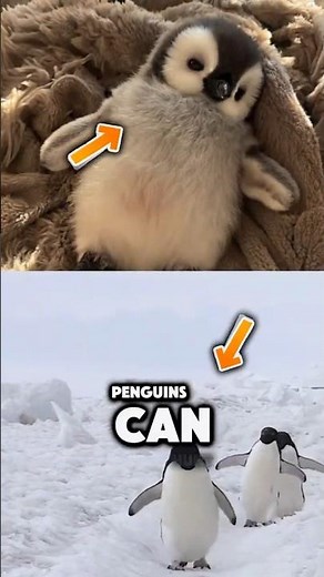 Why Do Penguins Move So Fast ? 🐧