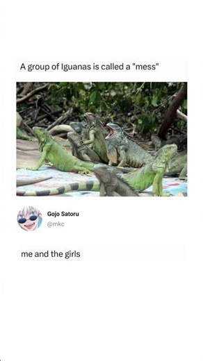 A Group of Iguanas Is Called a “Mess”… And Honestly It Makes Sense 😂🦎
