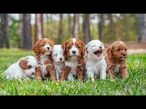Cavapoo Pups Looking for a Forever Family!
