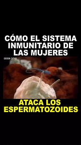 Cómo el sistema inmunitario de las mujeres ataca los espermatozoides #Biología #SistemaInmune #Ataca #Espermatozoides 🎞 BBC https://youtu.be/MoAUfnKcA3I?si=oaZ9S79NGdm8JPaT | Ciencias TV
