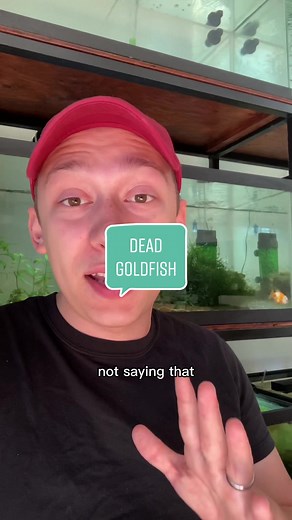 Top Reasons Why Goldfish Die and How to Prevent It