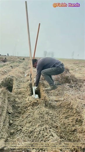 Harvesting Yam: Uncovering Earth's Treasures!