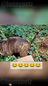 Funny dog poop 💩🤣🤣 | Mr Abdihafid