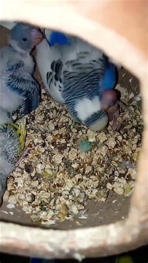 Day 14 Budgie Babies 🐣 Growing Fast | Cute Nest Update 💛