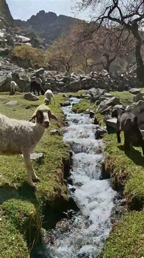 love this amazing nature scene in village during spring season #nature #villagerlifestyle