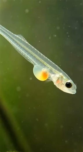 Full life cycle of a European perch #lifecycle #reeflife #marinelife #sealife #naturefilm #viral