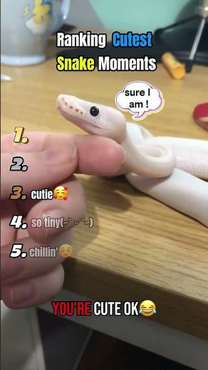 Ranking Cutest Snakes🐍🥰