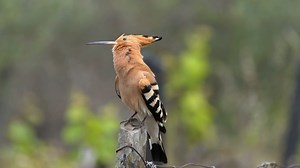 Eurasian hoopoe (Upupa epops) | BIRDS & Nature