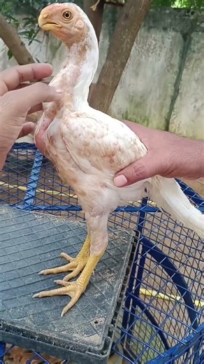 #shortsviral#birds#sjhhameed#parrot