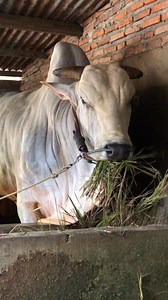 8.7K views · 114 reactions | Big ongole bull | Sapi Kulo Channel | Facebook