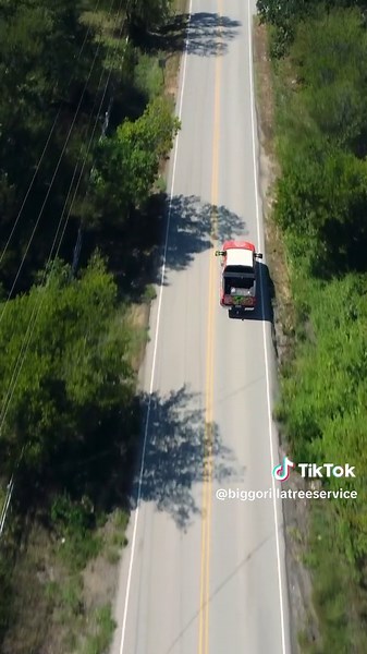 Big Gorilla Tree Service: Expert Care in Dallas and Denton