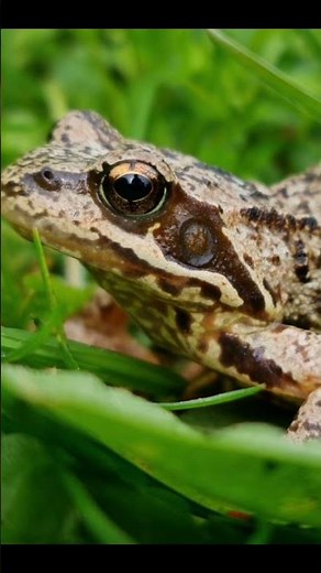 Sonido Rana Croar / Frog Sound Croaking / 蛙聲