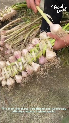 How to Braid Garlic for Drying | Traditional Food Preservation