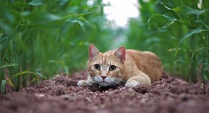 Die Katze kotzt: Was musst Du tun bei Erbrechen ?