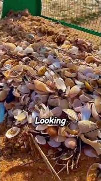 Why Is He Digging Through Shells? Now It Makes Sense! #treasurehunt #beachfinds #fyp #oceanlife