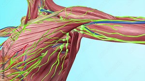 Human Under Arm Lymph Nodes with Full Body Muscles Circulatory Veins Arteries Lymphatic System