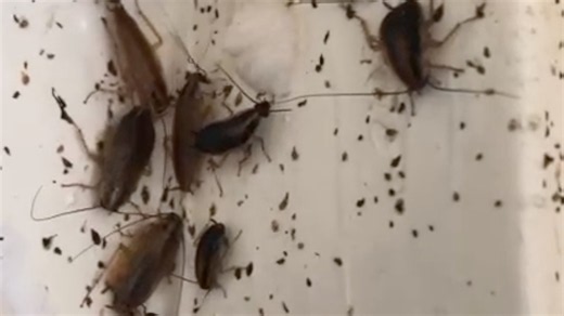 Home cockroach infestations 'growing every year'