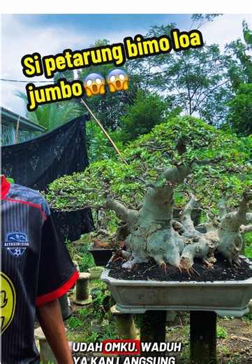 Rekomendasi Tanaman Bonsai Bimo Loa yang Menawan
