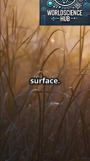 Why Do Dew Drops Form on Grass in the Morning? 🌿💧 | #WorldScienceHub