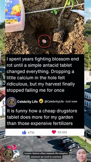 Is your tomato plant just waiting for a chalky antacid to finally thrive