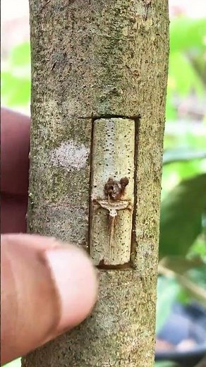 rambutan Budding Made Easy EP398