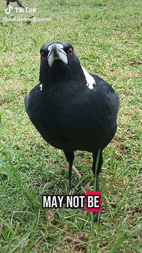 So everyone knows about me 😏 #famous #successful #swoopyboi #australianbirds #crazymagpielady #magpies #fyp #australia #australianmagpie #wildlife #funnymagpies