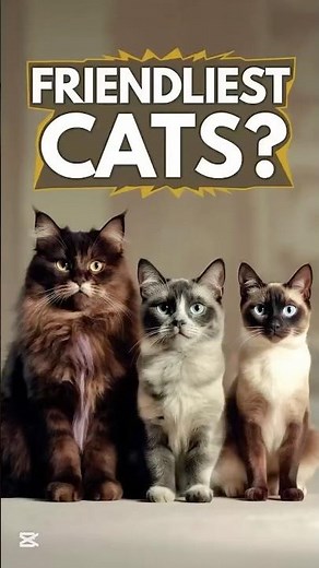 Friendliest Cat Breeds #shorts
