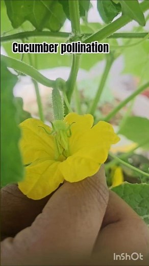 How to hand-pollinate a cucumber plant 👨‍🌾 l How to do hand pollination in cucumber plant 🌱 #shorts