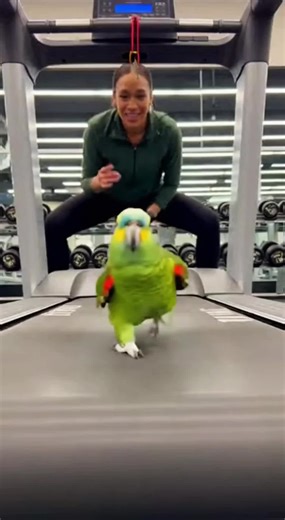 Sweating Feathers & Crushing Treadmills 😂🦜This Parrot Doesn’t Skip Leg Day 🏃‍♂️🦜 #trendingvideo #gym #gymmotivation #parrotlover #parrot