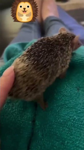 The most beautiful dance 🦔