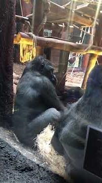 Riproduzione gorilla