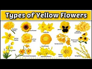 15 Types of Yellow Flowers Names and Photos Plus a Printable