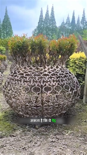 Why Is Everyone Calling This Real Tree Fake? 🌲😱