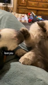 Every evening Bernoulli and Brix have these little interactions. What are they saying to each other? | Bunsen Berner