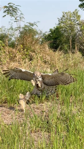 Amazing hawk eagle hunting bird of prey on the ground #youtube #nature #birds #like