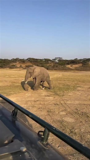 Enjoy Our Fun Animal Clips Compilation