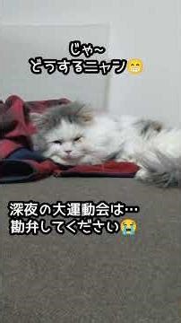 どんな関係でもホウレンソウ（報告・連絡・相談）必要ニャン😁#shorts#猫#癒し