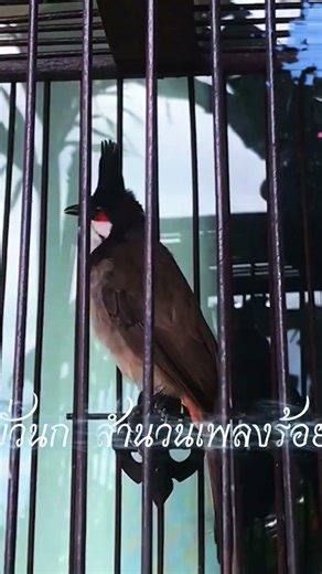 #มือใหม่หัดเลี้ยงนกกรงหัวจุก #birds #รับลมชมนกหัวจุก #สายธรรมชาติ #นกกรงหัวจุกนับดอก