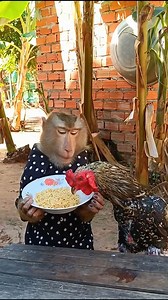 The Most Talented Monkey You’ll See Today #IncredibleMonkey #TalentShow #ViralStar | Sokyaa Reign