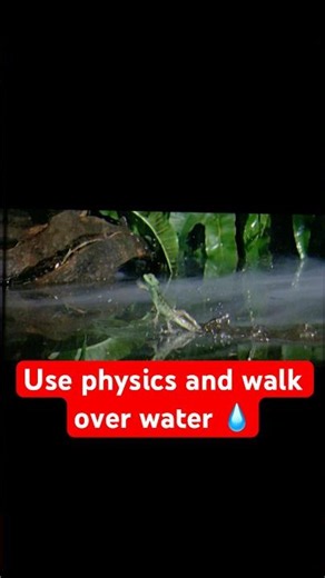 Physics in Action - Surface tension, speed and water walk #iitjee #neet #csir #iitjam #ifas