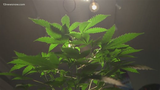Virginia Beach prepares for a potential marijuana market; city council reviews 17 recommendations
