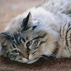 Mange Miticide for Cats