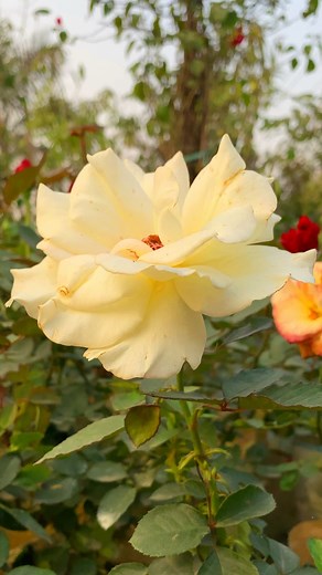 White Rose in the Garden🥀#roselover #whiteroses #flowers | Piyantee