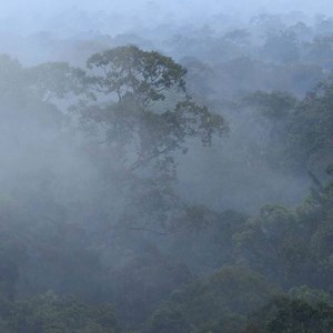 Video by @TimLaman. The lowland rain forest of Borneo – home of the Bornean Orangutan, like this large male I filmed eating flowers. Orangutans are 100% dependent on good forest habitat to survive, and I’ve been documenting them at many different locations across Sumatra and Borneo. If you happen to be in DC, please come see my wife Cheryl Knott (orangutan researcher extraordinaire) and me present our lecture “Adventures Among Orangutans” at @NatGeo headquarters next week on Dec 6. (You can get 