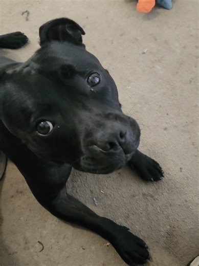 Bruce Willis Stafford (@brucewillisstafford)’s videos with original sound - Bruce Willis Stafford