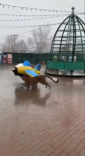 Raw Power on Display: The Leopard Chase