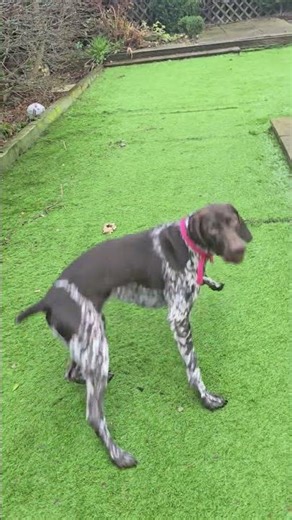 GERMAN POINTER PLAYTIME #uk #dog #germanpointer #dogs #love
