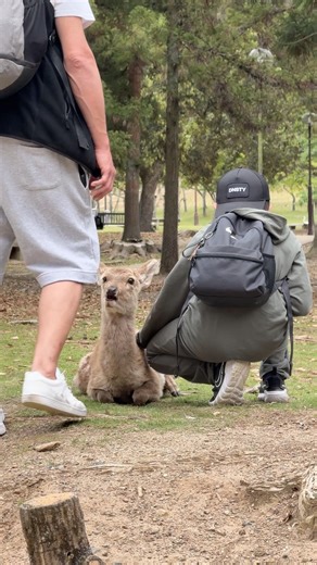 奈良公園で食べ歩き🍡最高のグルメ体験